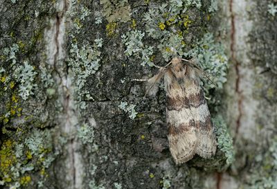 Cymatophorina diluta / Eiken-orvlinder