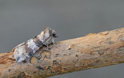 Cymatophorina diluta / Eiken-orvlinder
