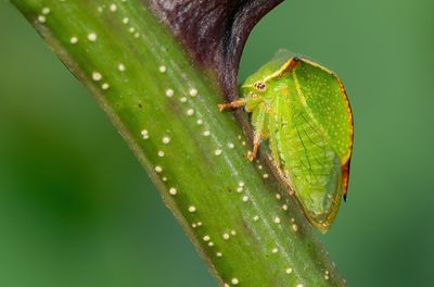 Stictocephala bisonia / Buffelcicade
