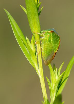 Stictocephala bisonia / Buffelcicade