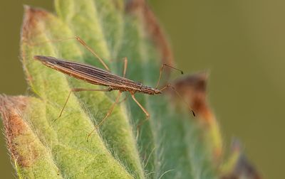 Berytinus clavipes / Stalkruidsteltwants