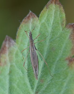 Berytinus clavipes / Stalkruidsteltwants
