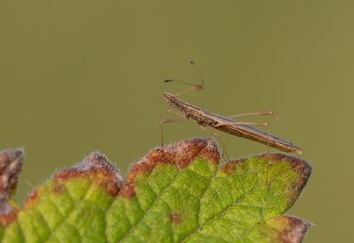 Berytinus clavipes / Stalkruidsteltwants