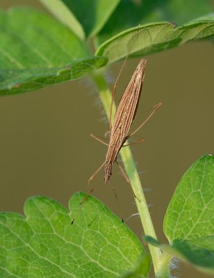 Berytinus clavipes / Stalkruidsteltwants