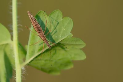 Berytinus clavipes / Stalkruidsteltwants