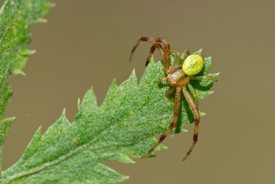 Ebrechtella tricuspidata / Struikkameleonspin