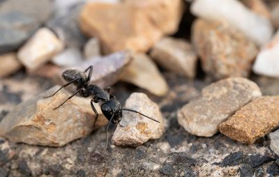 Camponotus vagus / Zwarte reuzenmier