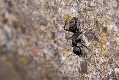 Camponotus vagus / Zwarte reuzenmier