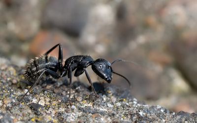 Camponotus vagus / Zwarte reuzenmier