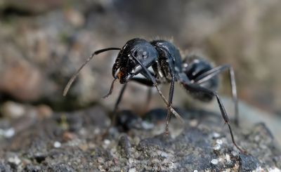Camponotus vagus / Zwarte reuzenmier