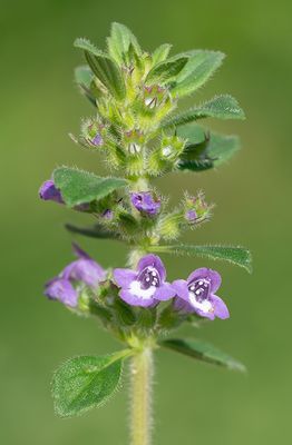 Clinopodium acinos / Kleine steentijm