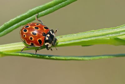 Anatis ocellata / Oogvleklieveheersbeestje