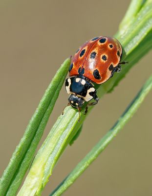 Anatis ocellata / Oogvleklieveheersbeestje