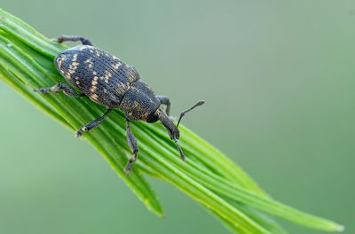 Hylobius abietis / Grote dennensnuitkever