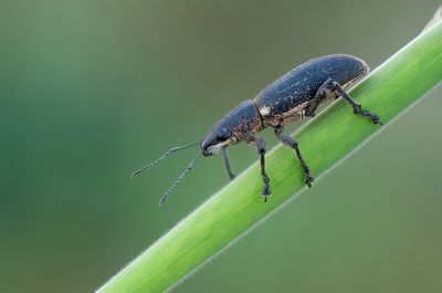 Brachyderes lusitanicus