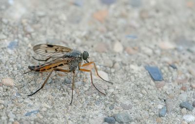 Rhagio scolopaceus / Gewone Snipvlieg