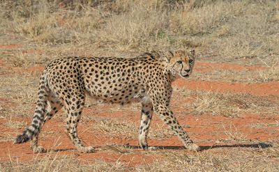 Cheetah / Jachtluipaard