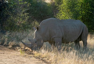 White rhinoceros / Witte neushoorn