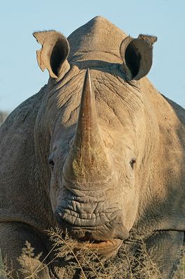 White rhinoceros / Witte neushoorn