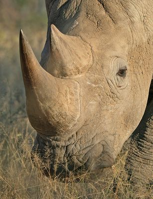 White rhinoceros / Witte neushoorn