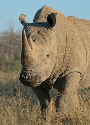 White rhinoceros / Witte neushoorn