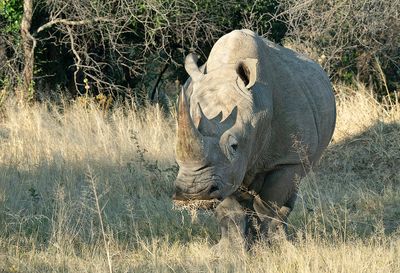 White rhinoceros / Witte neushoorn