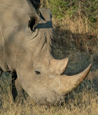White rhinoceros / Witte neushoorn