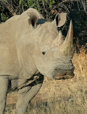 White rhinoceros / Witte neushoorn