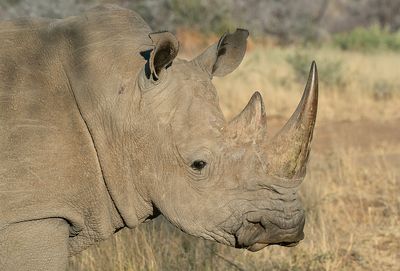White rhinoceros / Witte neushoorn