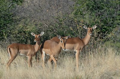 Impala / Aepyceros melampus