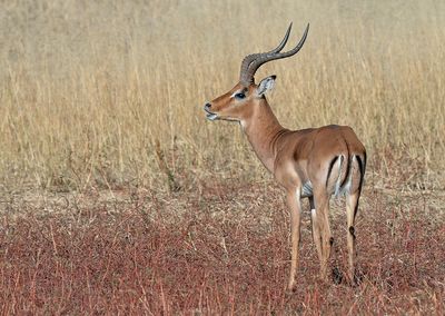 Impala / Aepyceros melampus