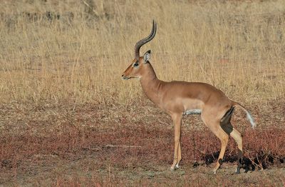 Impala / Aepyceros melampus