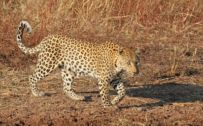 African Leopard / Luipaard