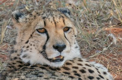 Cheetah / Jachtluipaard