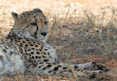 Cheetah / Jachtluipaard