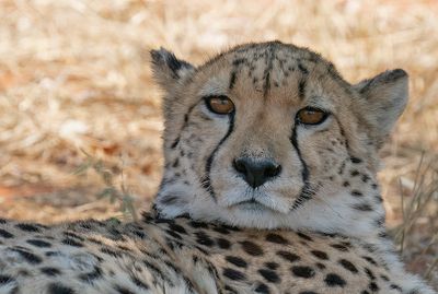 Cheetah / Jachtluipaard