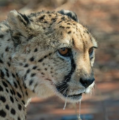 Cheetah / Jachtluipaard