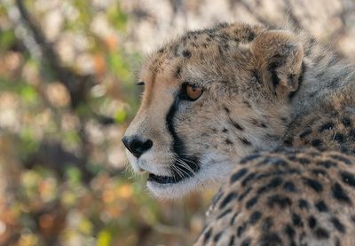 Cheetah / Jachtluipaard
