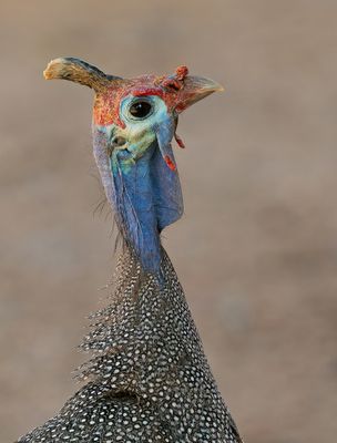 Helmeted guineafowl / Helmparelhoen