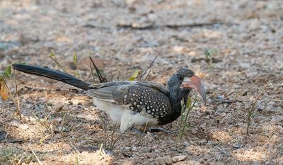 Monteiro's hornbill / Monteiro's tok