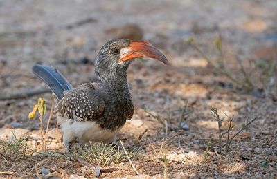 Monteiro's hornbill / Monteiro's tok