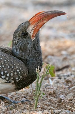 Monteiro's hornbill / Monteiro's tok