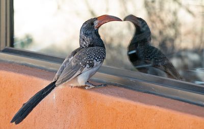 Monteiro's hornbill / Monteiro's tok