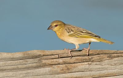 Southern masked weaver / Maskerwever