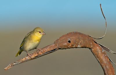 Southern masked weaver / Maskerwever
