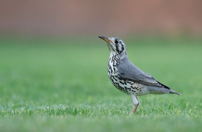Groundscraper thrush / Acacialijster