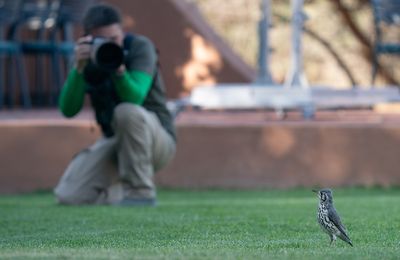 Groundscraper thrush / Acacialijster