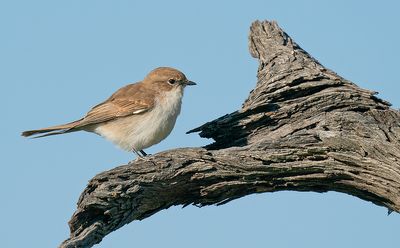 Marico flycatcher / Maricovliegenvanger