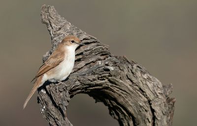 Marico flycatcher / Maricovliegenvanger