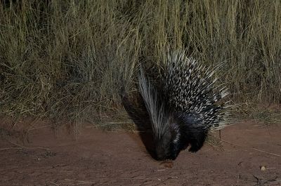 Cape porcupine / Zuid-Afrikaans stekelvarken